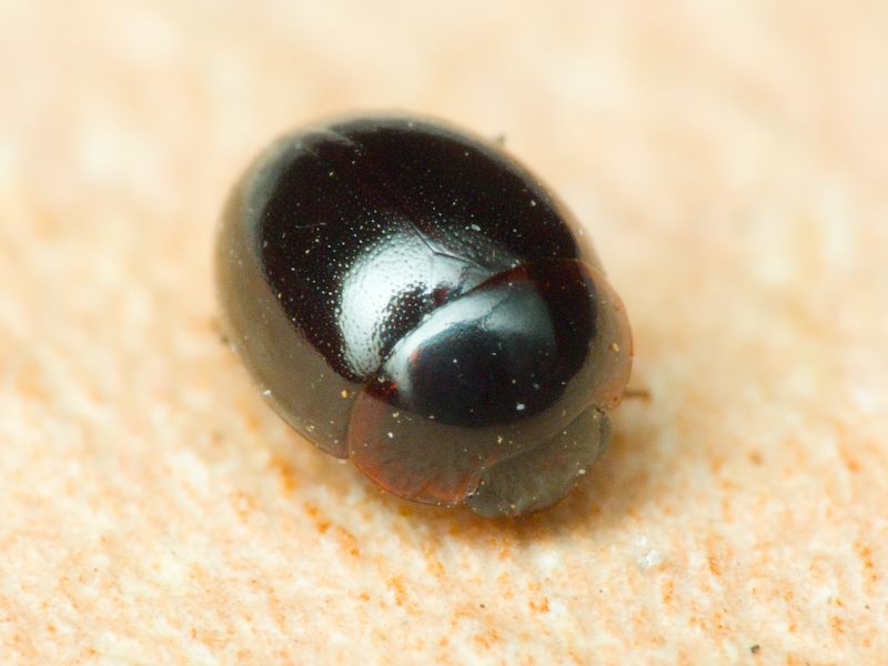 Anisotoma orbicularis (Herbst, 1791)